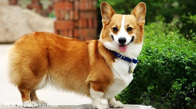 柯基犬容易生病吗？疫病预防措施【图】