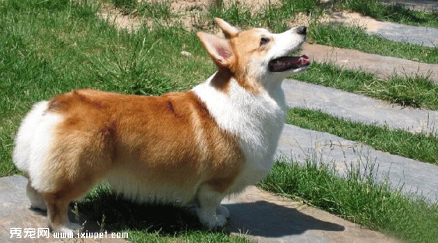 柯基犬容易生病吗？疫病预防措施【图】