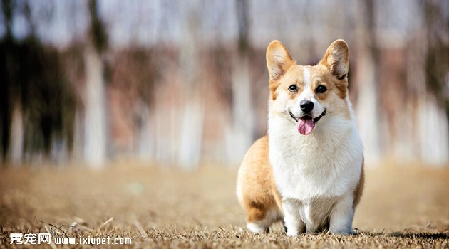 柯基犬容易生病吗？疫病预防措施【图】