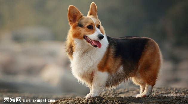 柯基犬有体味吗?怎样清除体味?