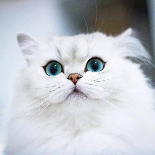 布偶猫跟金吉拉哪个好 金吉拉原来比布偶好这么多