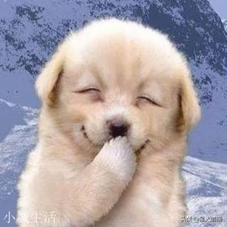 十二生肖中戌狗有哪些属性？为什么狗对主人如此忠诚？