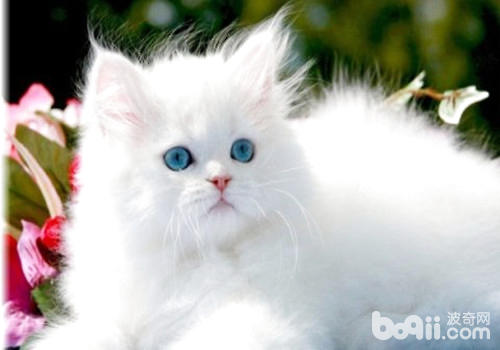 波斯猫怎么养?波斯猫的饮食要注意什么
