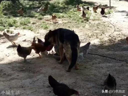 为什么这么多人仇狗恨狗?