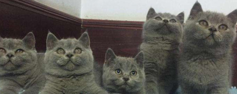 英国短毛猫能吃什么