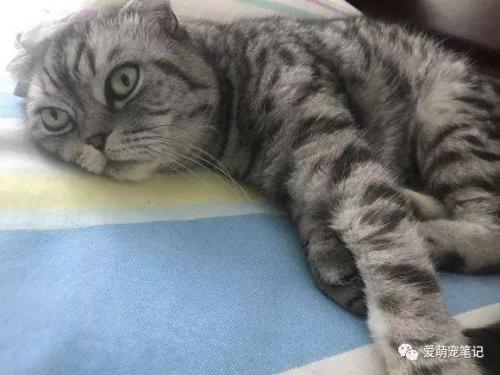 英短蓝白智商高吗