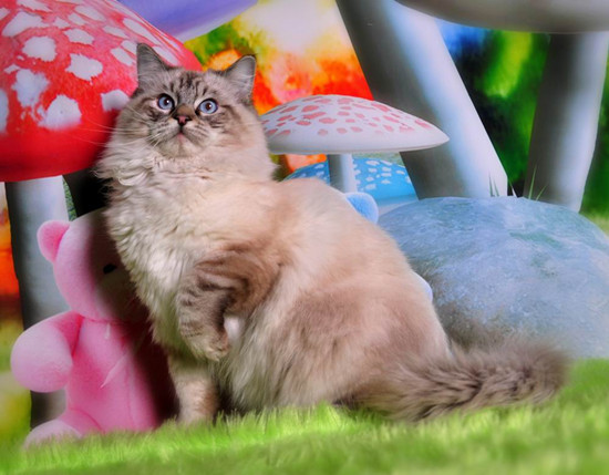 训练布偶猫上厕所 怎么训练布偶猫