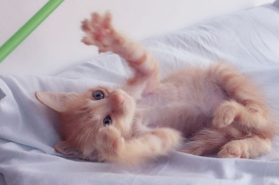 橘猫什么时候认主人
