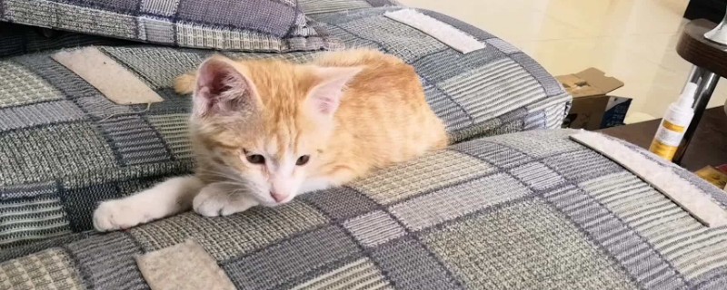 橘猫什么时候认主人