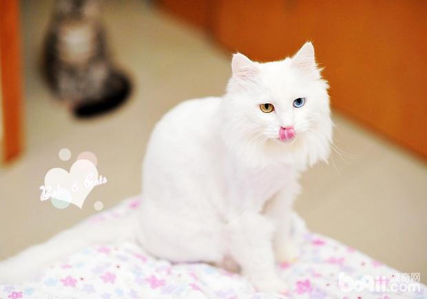 波斯猫的繁殖，波斯猫繁殖期间注意什么呢