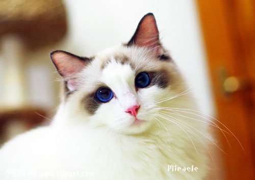 怎么训练布偶猫不乱抓家具 布偶猫乱抓东西怎么办