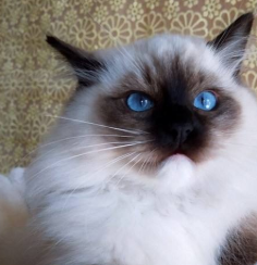 温顺友善布偶猫的挑选标准 选购布偶猫的方法