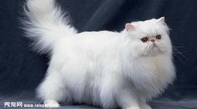 蓝色波斯猫多少钱,好养吗?蓝色波斯猫图片_价格_介绍