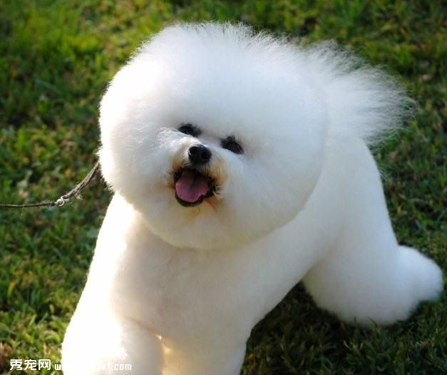 比熊犬没精神眼睛流脓是发炎了吗?
