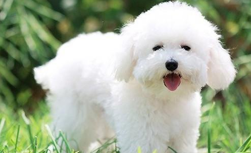 比熊犬没精神眼睛流脓是发炎了吗?