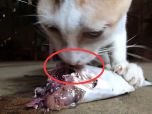 猫王子暹罗猫选购指南