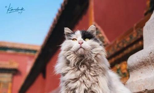 饲养一只波斯猫的好处_优雅而不失高贵