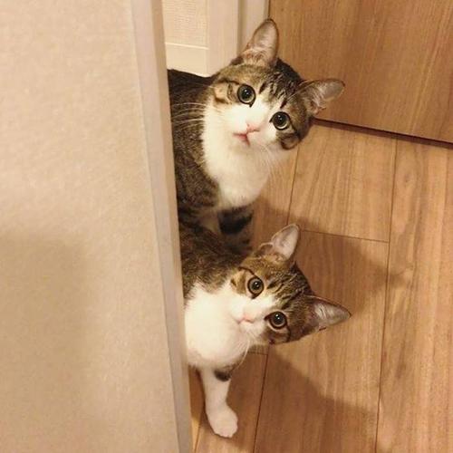 饲养一只波斯猫的好处_优雅而不失高贵