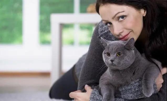 猫无完猫，“温柔绅士”英短猫，这6点也很可怕！