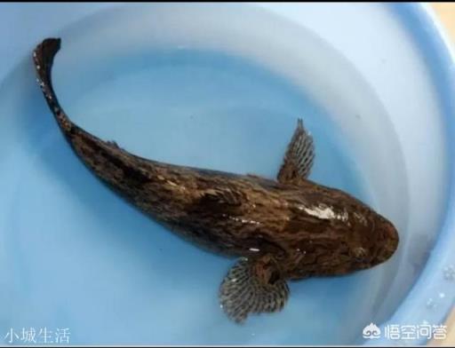 笋壳鱼怎么烧？