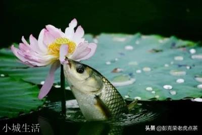 笋壳鱼怎么烧？