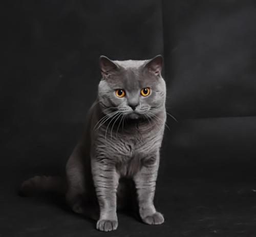 英短成猫吃什么猫粮好 蓝白幼猫吃什么猫粮好