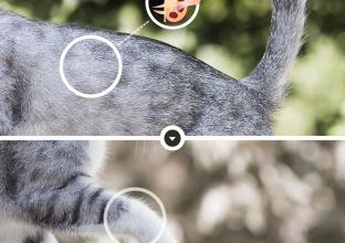 英短成猫吃什么猫粮好 蓝白幼猫吃什么猫粮好