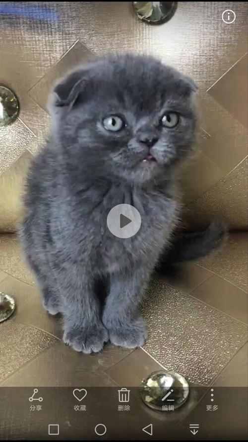 英短成猫吃什么猫粮好 蓝白幼猫吃什么猫粮好