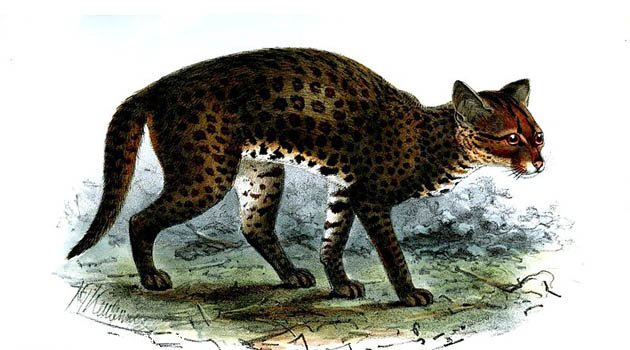 非洲金猫好养吗?非洲金猫特征|价格|习性【图】