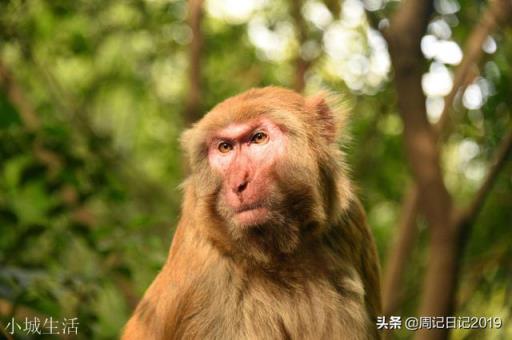 悟空 如来讲四猴混世，灵明石猴、赤尻马猴、通臂猿猴、六耳猕猴，排在第二的赤尻马猴是个什么鬼？