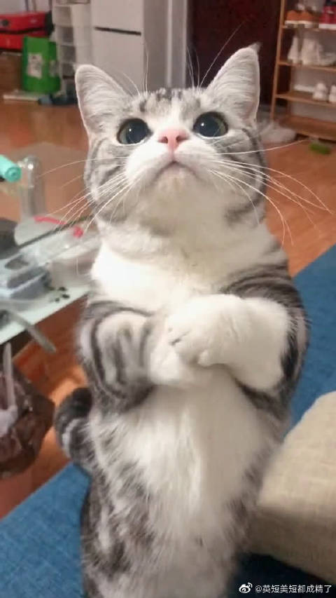 美短的饮食禁忌 十大新手最好养的猫