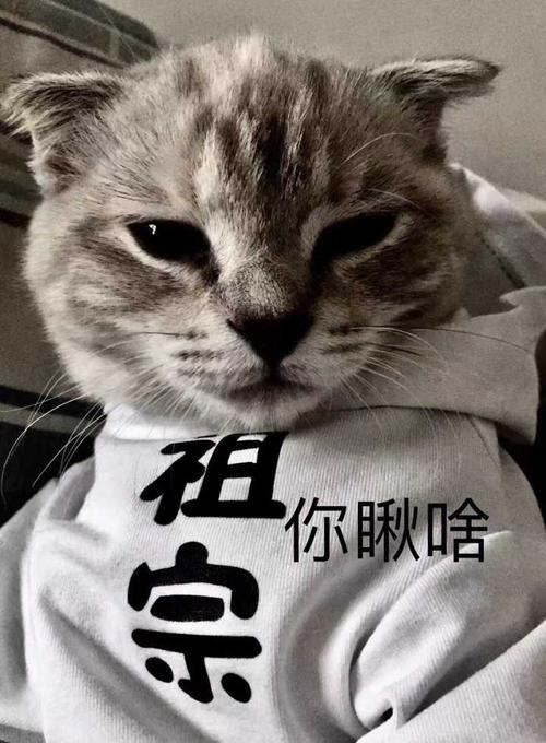 兩個(gè)月英短吃什么貓糧比較好 2個(gè)月英短一次喂幾粒貓糧