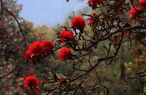 腾冲杜鹃花树高5-10米 世界最大的杜鹃花树