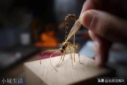 和尚，道士，儒生，三个人静坐时，有蚊子咬他们，分别有什么反应？