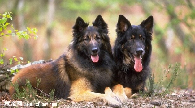 马利诺斯犬标准特征_饲养难度_训练方法_多少钱一只【图】