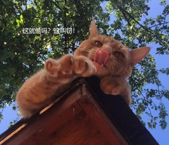 橘猫坚持“送礼”报恩,可面对这些礼物,它的铲屎官却笑不出来!