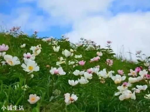 北京自驾游到草原玩，去乌兰察布还是锡林郭勒盟哪个更好？时间五天左右。有哪些推荐？