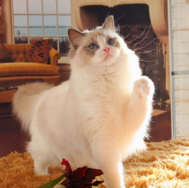 娇弱的布偶猫，如何健康饲养？