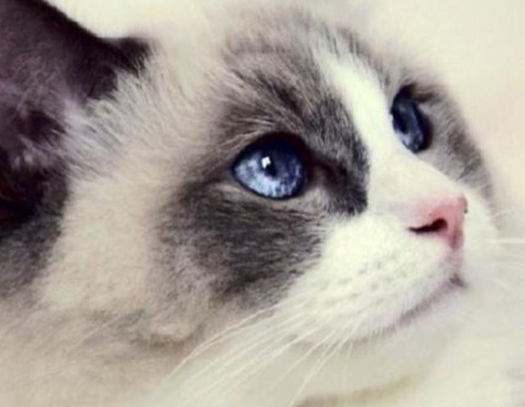 娇弱的布偶猫，如何健康饲养？