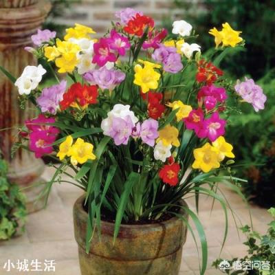 香雪兰买回家需要剥皮吗?