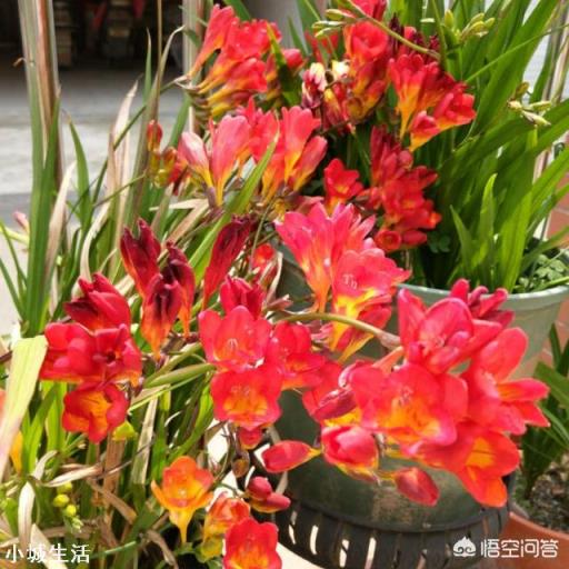 香雪兰买回家需要剥皮吗?