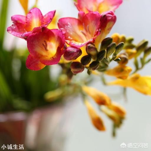香雪兰买回家需要剥皮吗?