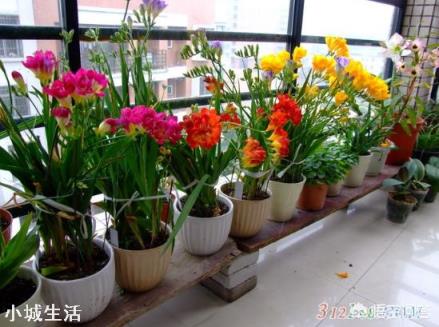 香雪兰买回家需要剥皮吗?