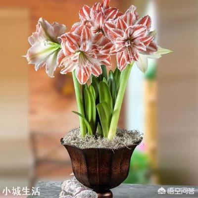 朱顶红怎么栽种?