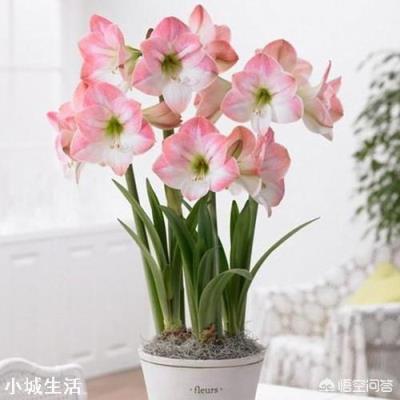 朱顶红怎么栽种?