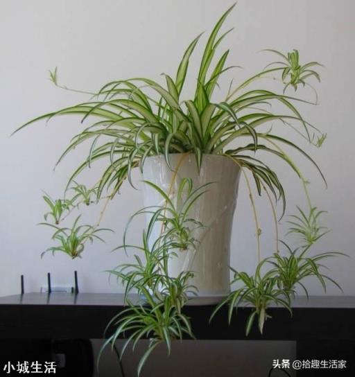 吊兰换盆时，需要注意哪些问题？