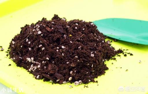种月季的土该怎么配？直接用营养土行吗？
