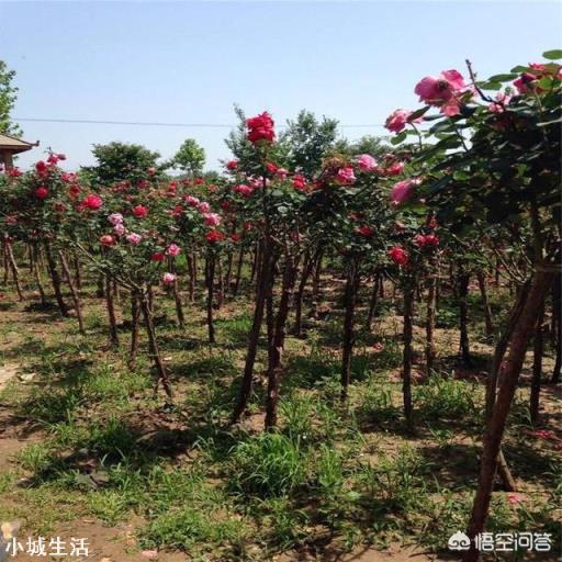种月季的土该怎么配？直接用营养土行吗？