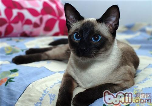 英短蓝猫怀孕一般生几个 英短蓝猫怀孕生多少个