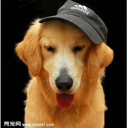 母狗在分娩前会有哪些征兆?